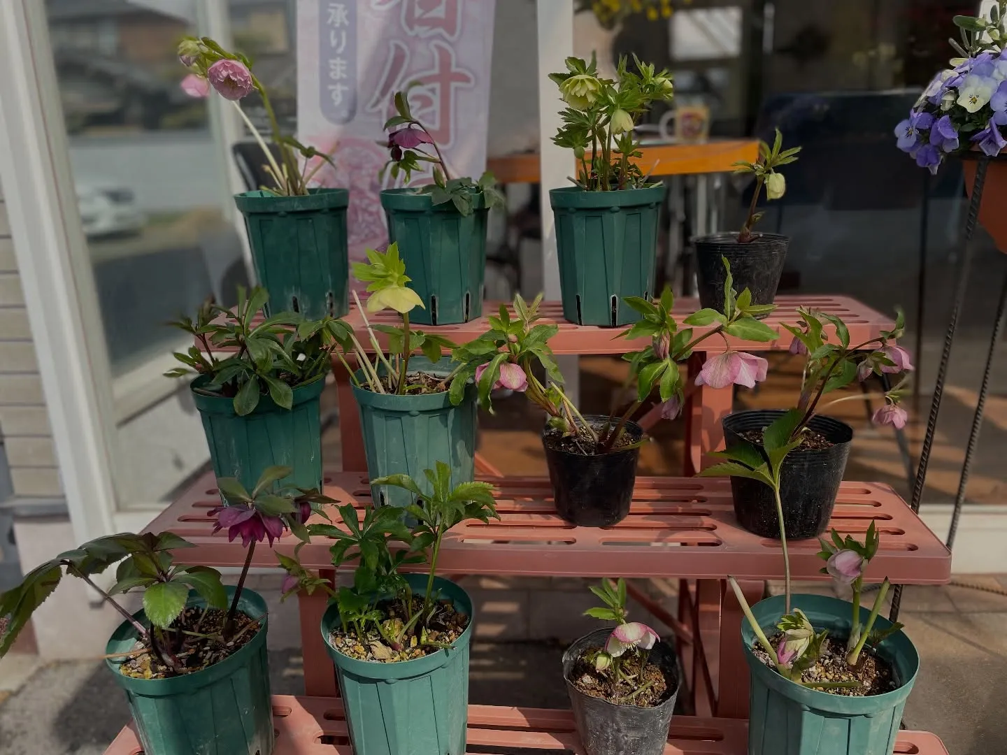 今年のクリスマスローズ♪昨年より咲いた鉢が少ないけど無事咲い...